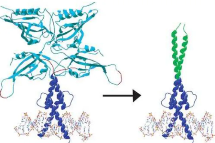 Figure 2. Sequences of hybrid proteins. Max sequences are highlighted in blue, Arnt sequences in red, and C/EBP leucine zipper in green; different shades of blue or red highlight individual components of Max and Arnt
