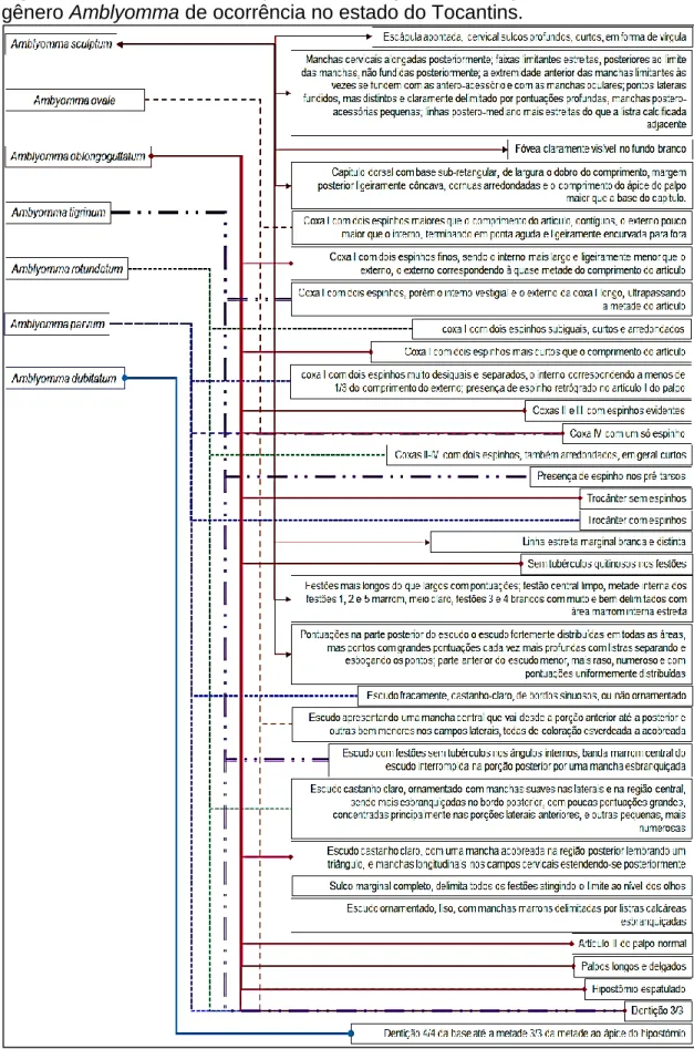 Fig.  2  -  Chave  taxonômica  para  identificação  de  carrapatos  adultos  fêmeas  do  gênero Amblyomma de ocorrência no estado do Tocantins