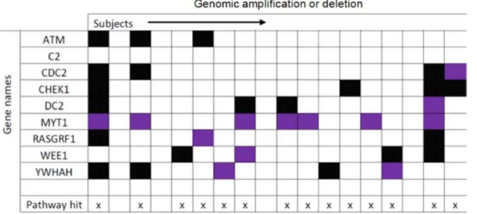 Figure 1. Copy Number alterations in 18 subjects in the ‘‘CDC25 and CHK1’’ pathway. Purple rectangles signify gene amplification and black squares signify deletion