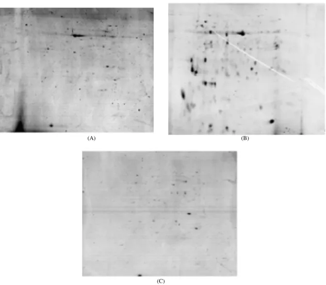 Fig. 3. Two-dimensional  electrophoresis  analysis  of  the  three  protocols  compared  for  extraction  of  proteins  from  horsegram  seedlings