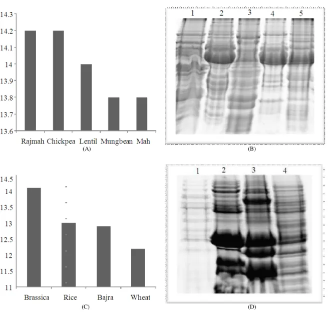 Fig. 4.  Extraction of proteins from different legumes and non-legumes using phenol-acetone protocol