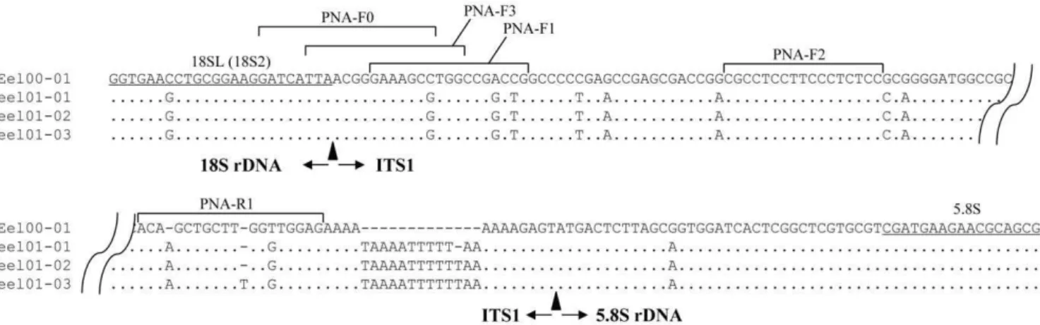 Figure 2 shows the aligned nucleotide sequences of eel00-1 and three intra-individual variants from one adult (eel01); the flanking regions (18S rDNA-ITS1 and ITS1-5.8S rDNA) and positions of four PNA probes (PNA-F0 to F2 and R1) are designated