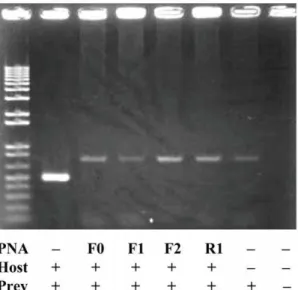 Figure 4. A result of PNA-directed PCR clamping using a mixed DNA template from a variant type clone (eel01-01) and spiny lobster