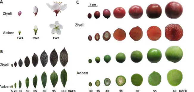 Fig 1. Pigmentation phenotype in flowers (A), leaves (B), and fruits (C) of two cherry plum cultivars Ziyeli and Aoben