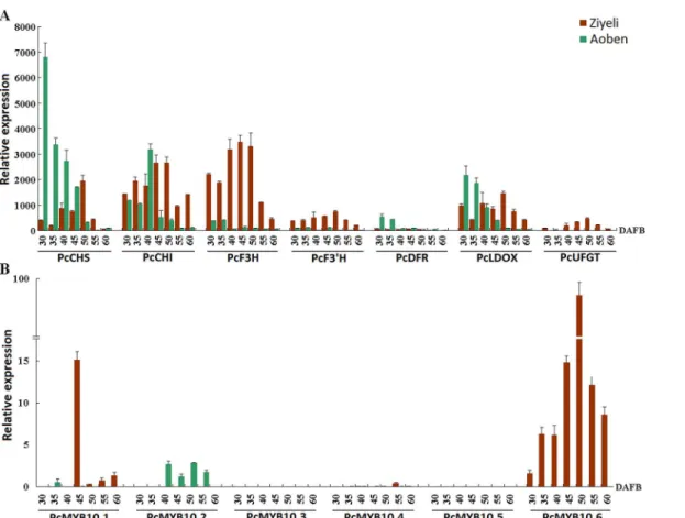 Fig 5. qRT-PCR analysis of the expression profiles of anthocyanin structural genes (A) and PcMYB10 genes (B) in fruit flesh of cv