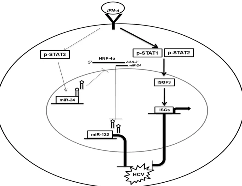 Fig 7. Schematic illustration of the anti-HCV mechanisms of IFN- λ involves two distinct pathways (The Jak-Stat and Stat3/HNF4 α loop)