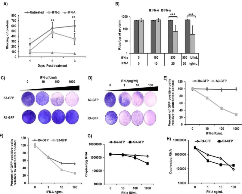 Fig 1. Sustained antiviral activity of IFN-λ HCV cell culture. (A) Persistently infected HCV (JFH1ΔV3-Rluc) cultures were treated with equivalent concentrations of IFN-λ1 (25 ng/ml) or IFN-α (250 IU/mL)