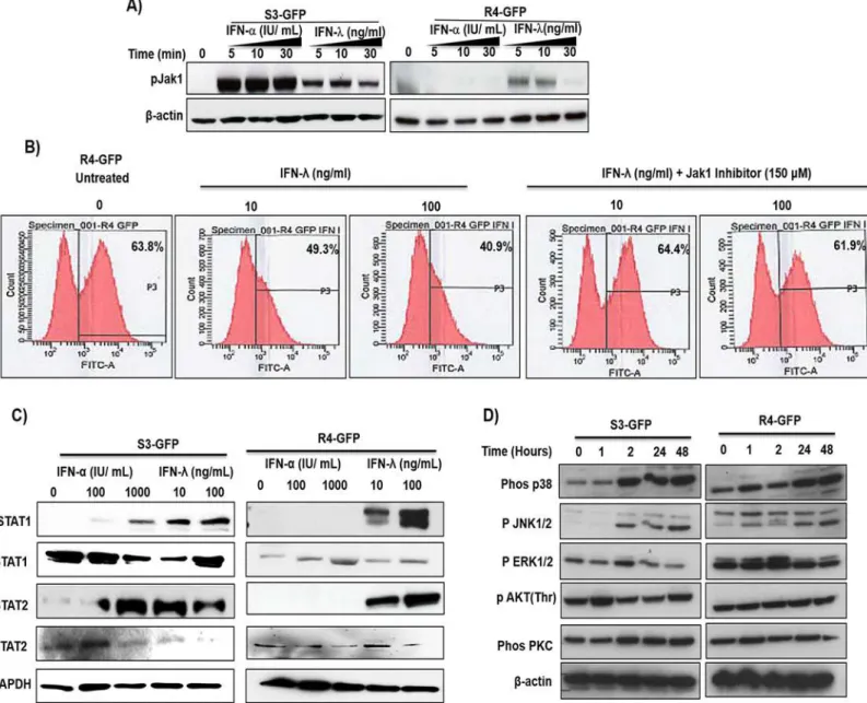 Fig 2. IFN- λ activates the JAK-STAT pathway in R4-GFP and S3-GFP cells. (A) R4-GFP and S3-GFP cells treated with IFN-α (1000 I.U/ml) or IFN-λ (100 ng/ml) for 5, 10 or 30 minutes and Jak phosphorylation was measured by Western blot analysis