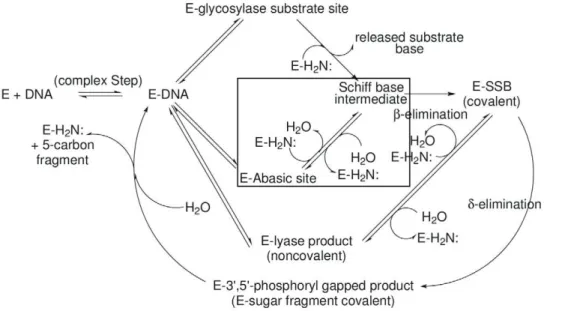 Figure 1. Reactions catalyzed by lyase-capable BER glycosylases. This diagram illustrates the possible reaction pathways catalyzed by these enzymes