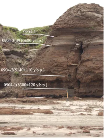 Fig. 1. Typical outcrop of the “layered sediments” with radiocarbon dates and sample numbers.