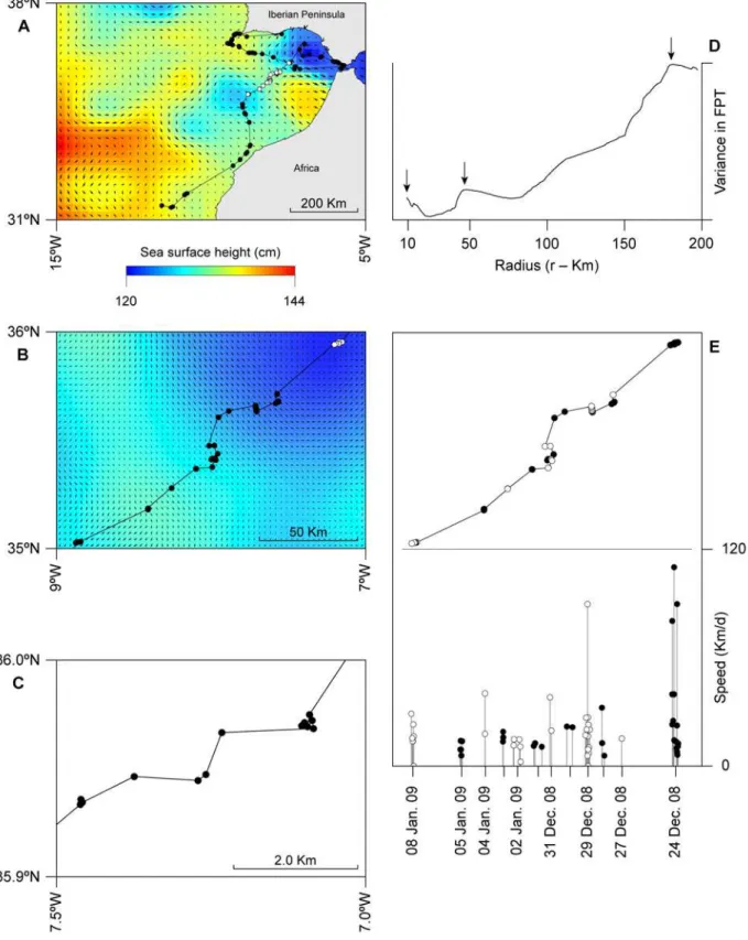 Figure 2. Multi-scale track analysis. (A) Large-scale movement of sunfish S3 in relation to 1/4 u altimetry map, depicting averaged mesoscale eddies and geostrophic current direction and speed vectors in the Gulf of Cadiz for the period between 6 November 