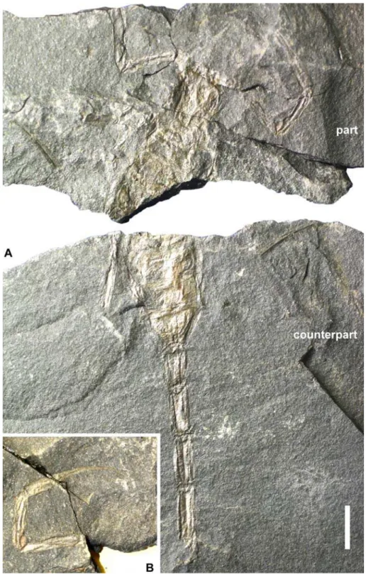 Figure 3. Eoscorpius cf. carbo- carbo-narius Meek &amp; Worthen, 1868, an almost complete scorpion from the Late Carboniferous (Pennsylvanian: Westphalian D) of a quarry in the Piesberg near Osnabrck, Lower Saxony,  Ger-many