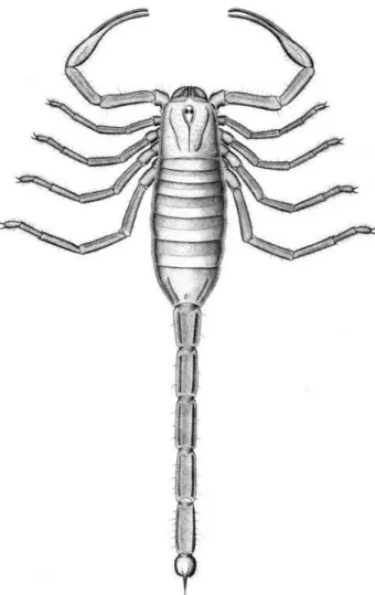 Figure 5. Sketch reconstruction of the probable appearance in life of the Piesberg scorpion, based in part on comparisons with other eoscorpiids as well as extant material