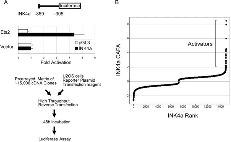 Figure 1. Transcriptional activators of INK4A identified by a functional genomics screening approach