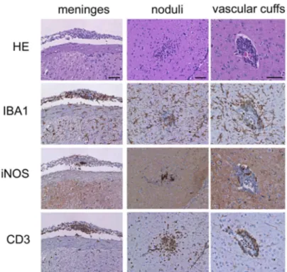 Figure 4. Histopathological evidence of meningitis and encephalitis. Balb/c mice received an inoculum containing 56 10 3 sfu of O.