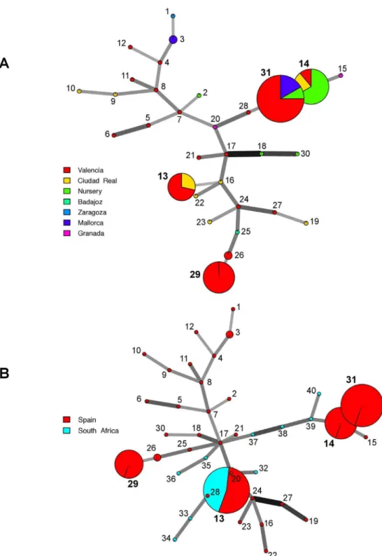 Figure 3. Minimum Spanning Network showing the relationship among the individual multi-locus genotypes (MLGs) observed in A, the Spanish population of Cadophora luteo-olivacea and B, the populations from Spain and South Africa