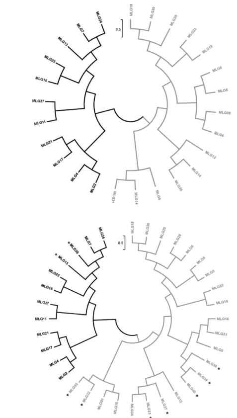 Figure 5. UPGMA dendrogram of genetic distance among A, 26 observed multilocus genotypes (MLGs) in Spain and B, 26 Spanish MLGs and 10 observed MLGs in South Africa