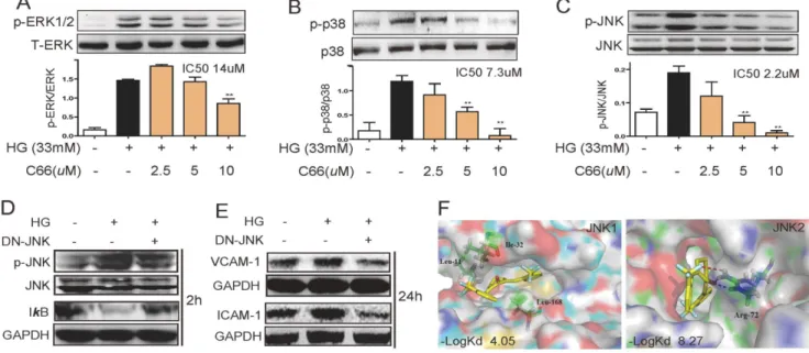Figure 3. JNK may mediate the beneficial effects of C66. A-C). C66 inhibited the phosphorylation of ERK1/2 (A), p38 (B) and JNK (C)