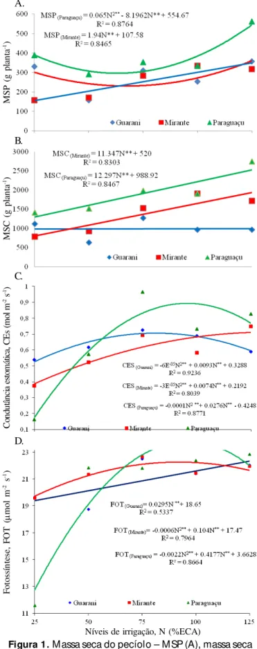 Figura 1.  Massa seca do pecíolo – MSP (A), massa seca do  caul e  –  MSC  (B),  condutânci a  estomática  (C)  e fotossíntese  (D )  das  três  cul ti vares  de  mamonei ra cultivadas sob diferentes níveis de irrigação