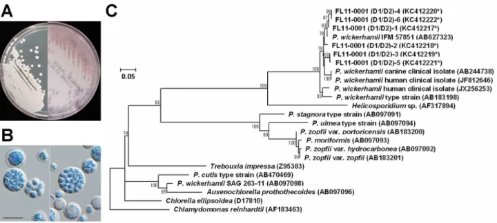 Figure 2.   Characterization of the Prototheca clinical strain FL11-0001.  (a) Colony appearance of FL11-0001