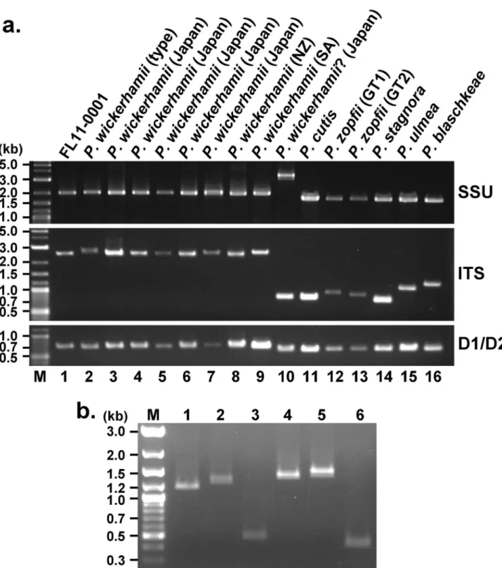 Figure 3.  Electrophoretic patterns of the PCR products.  (a) PCR products of the SSU rDNA, ITS which includes ITS1, 5.8S rDNA and ITS2, and LSU D1/D2