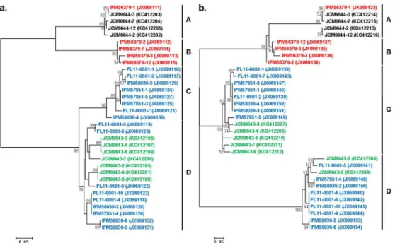 Figure 4.   Unrooted phylogenetic trees of ITS1 and ITS2 sequences derived from various strains of P