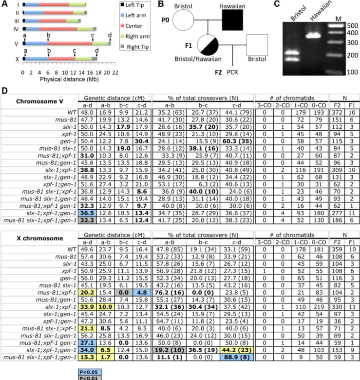 Figure 3. Roles for the structure-specific nucleases in regulating crossover frequency and distribution