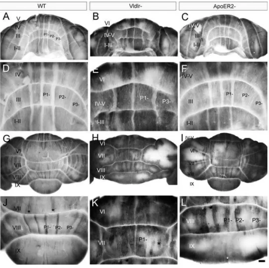 Figure 6. PLCß4 immunostaining in Vldlr null whole mounts reveal patterning changes. Whole cerebella from wild type (WT-A, D, G, J), Vldlr null (Vldlr 2 -B, E, H, K) or Apoer2 null (ApoER2 2 -C, F, I, L) cerebella immunostained with anti-PLCß4 antibodies