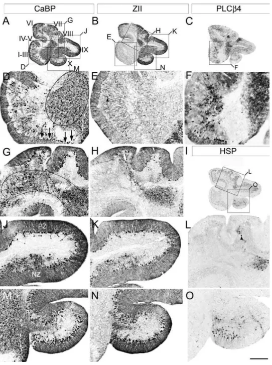 Fig. 5H-arrowheads). As in the wild type vermis, P1+ and putative P3+ extend the full length of the AZ in the Vldlr null (Fig