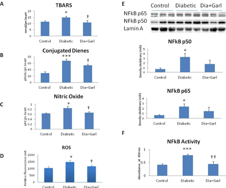 Figure 2. Effect of garlic on (A) TBARS levels, (B) Conjugated diens levels, (C) Nitric oxide levels (D) ROS generation (E) Nuclear NFkB levels after immunoblotting (N = 3) and (F) NFkB activity