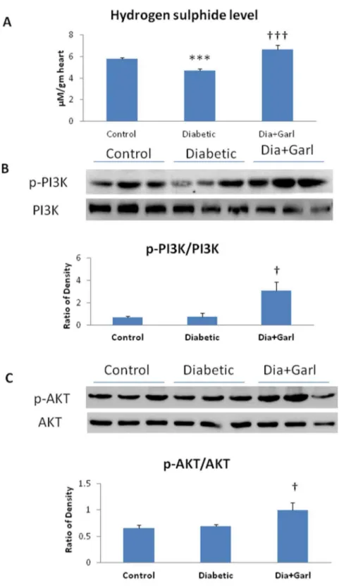 Figure 4. Effect of garlic on (A) myocardial H 2 S levels (N = 7), (B) Immunoblotting of p-PI3K and PI3K, and their ratio (N = 3) (C) immunoblotting of p-AKT and total AKT, and their ratio (N = 3)