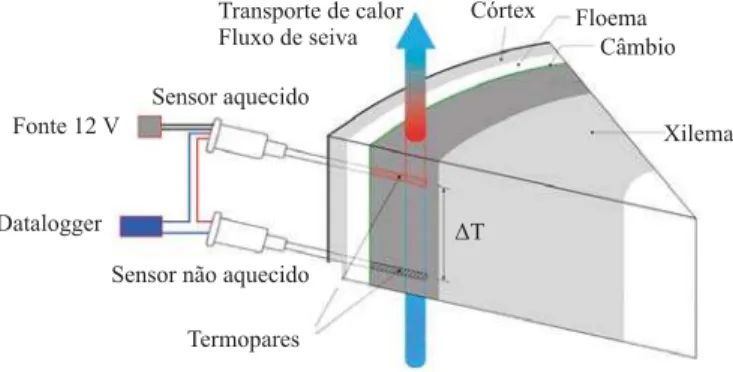 Figura 3. Representação esquemática da câmara de calibração de fluxo de seiva para simulação do fluxo de seiva