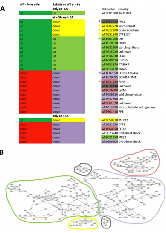 Figure 6. Regulation of the subset of 29 Fe-regulated genes out of groups I, II and III identified in microarray analysis