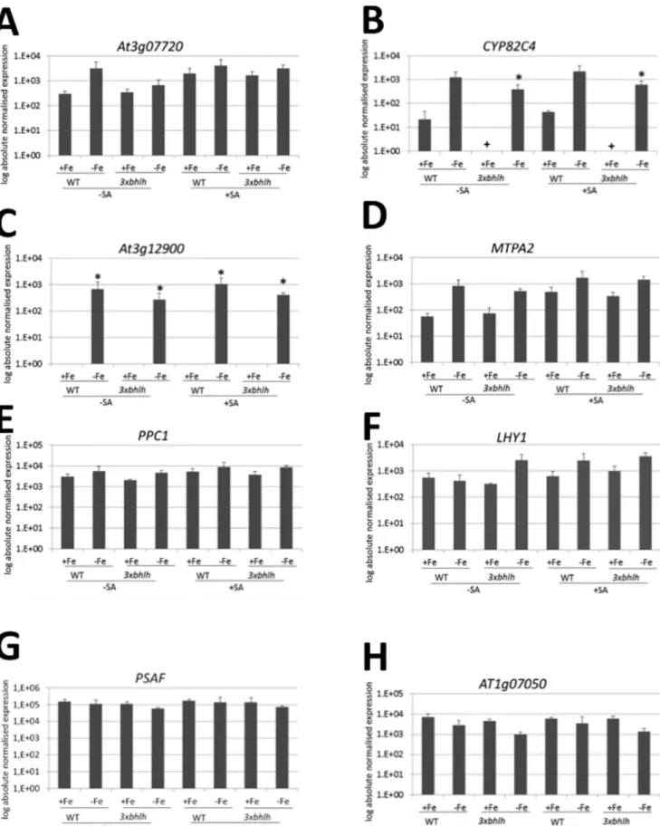 Figure 7. Gene expression of Fe and 3xbhlh -regulated genes (groups I–III), identified from microarray analysis