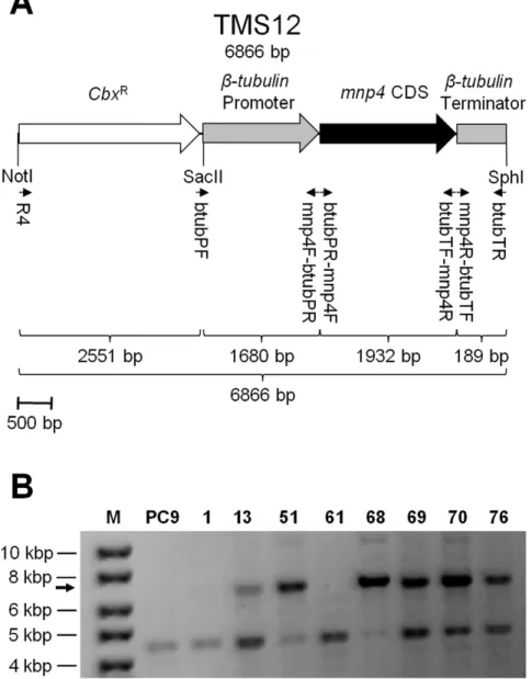 Figure 1. Strategy for producing a mnp4 over-expressing P. ostreatus strain. (A) Map of the VP4 (encoded by mnp4) over-expression and carboxin-resistance-conferring (Cbx R ) cassette, TMS12