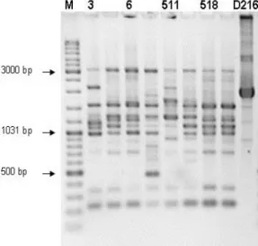 Figure 1. Genodiversity of Bradyrhizobium japonicum isolates based on PCR using AP10 primer