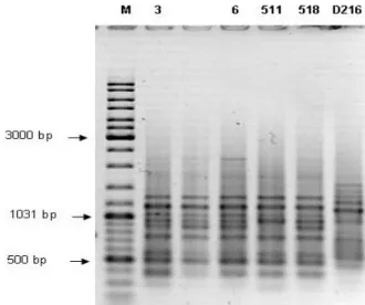 Figure 4. Genodiversity of Bradyrhizobium japonicum isolates based on PCR using SPH1 primer