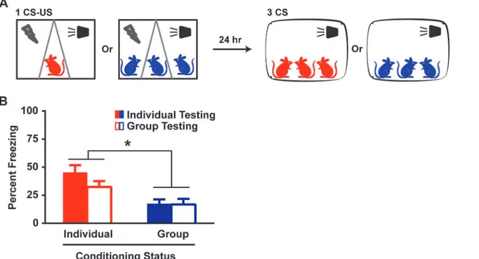 Fig 3. Group-induced fear reduction is dependent on the co-presence of cagemates during conditioning but not testing