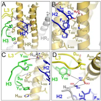Figure 2. Close-up of the HK20-5-Helix interactions. (A) Only CDR H2 (blue), H3 (green) and L3 (yellow) contact two HR1 helices of  5-Helix