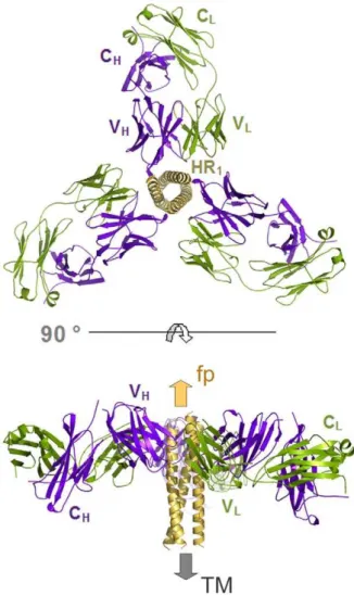Figure 3. The gp41 prehairpin structure can bind three HK20 mAbs simultaneously. Molecular model demonstrating the docking of three HK20 Fabs onto three HR epitopes formed by three HR1 helices (Figure 1A; a-c, c-b and a-b)