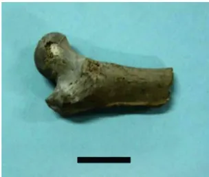 FIGURA  3  –  Espécimen  Nº  01/14H/7,  mandíbula  esquerda de Conepatus  cf  Conepatus  semistriatus  em vista labial