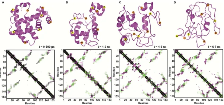 Figure 4. Snapshots (top) and contact maps (bottom) of average MD structures at 500 K