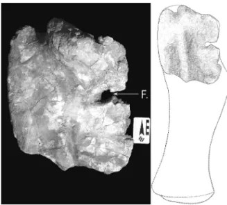 FIGURE 6 – Fragment of Titanosauria right ischium (LF - 012 - R), lateral view. Scale in centimeters.