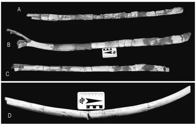FIGURE 7 – Titanosauria ribs: (A) LF - 1V; (B) LF - 2V; (C) LF - 3V; (D) LF - 4V. Scale in centimeters.