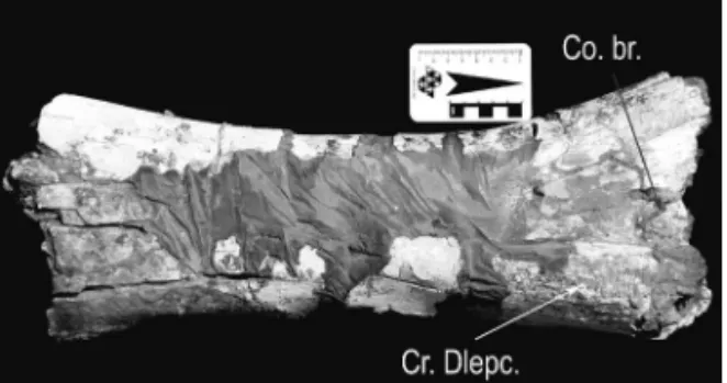 FIGURE 10 – LF - 003 - R, right femur, anterior view. 