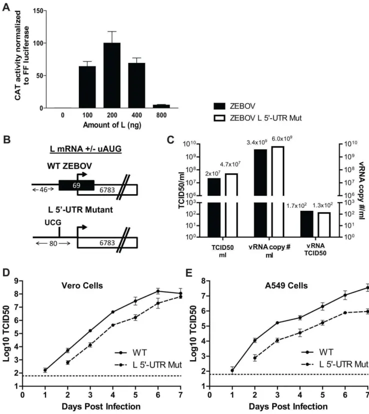 Figure 8. A two nucleotide mutation ablating the uAUG in the EBOV L 5 9 -UTR attenuates virus replication