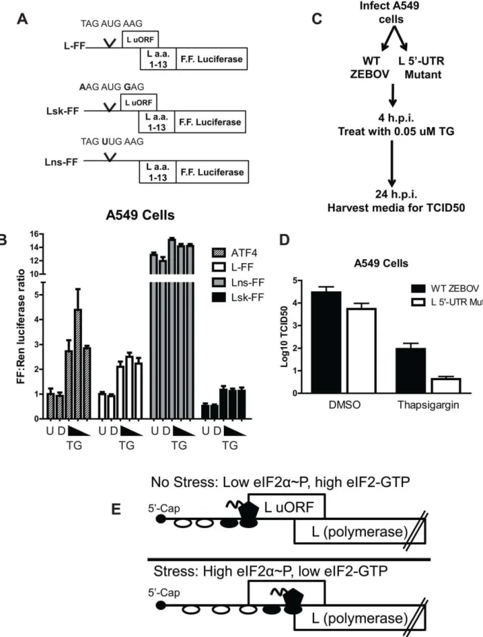 Figure 11. The L uAUG modulates L translation and maintains EBOV replication in response to eIF2 a phosphorylation in A549 cells.