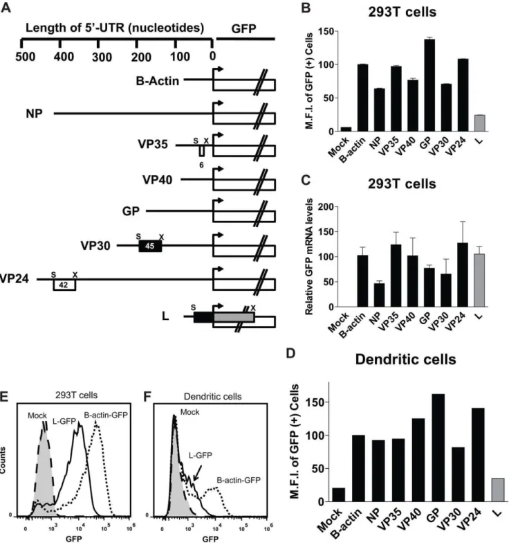 Figure 2. A screen of EBOV 5’ UTRs demonstrates that the polymerase (L) 5’-UTR suppresses GFP expression