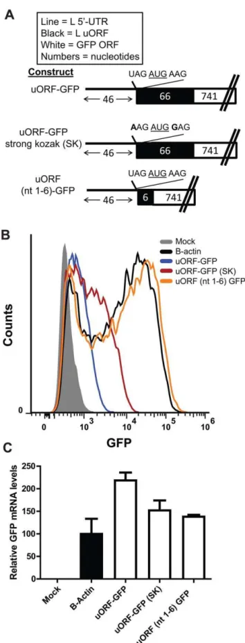 Figure 8B outlines the predicted EBOV L mRNA for the wildtype and the L 59-UTR mutant virus, while Figure 8C displays the tissue culture infectious dose 50 (TCID50), the relative copy number of vRNA, and the vRNA copy number to TCID50 ratio of both the mut