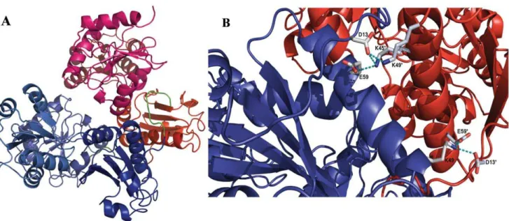 Figure 6. Model of FCSQ front-to-front dimer. Panel A shows Chain A (blue) and Chain B (red) interacting to form an electronegative pocket where Ca 2+ is coordinated by pairs of negatively charged residues